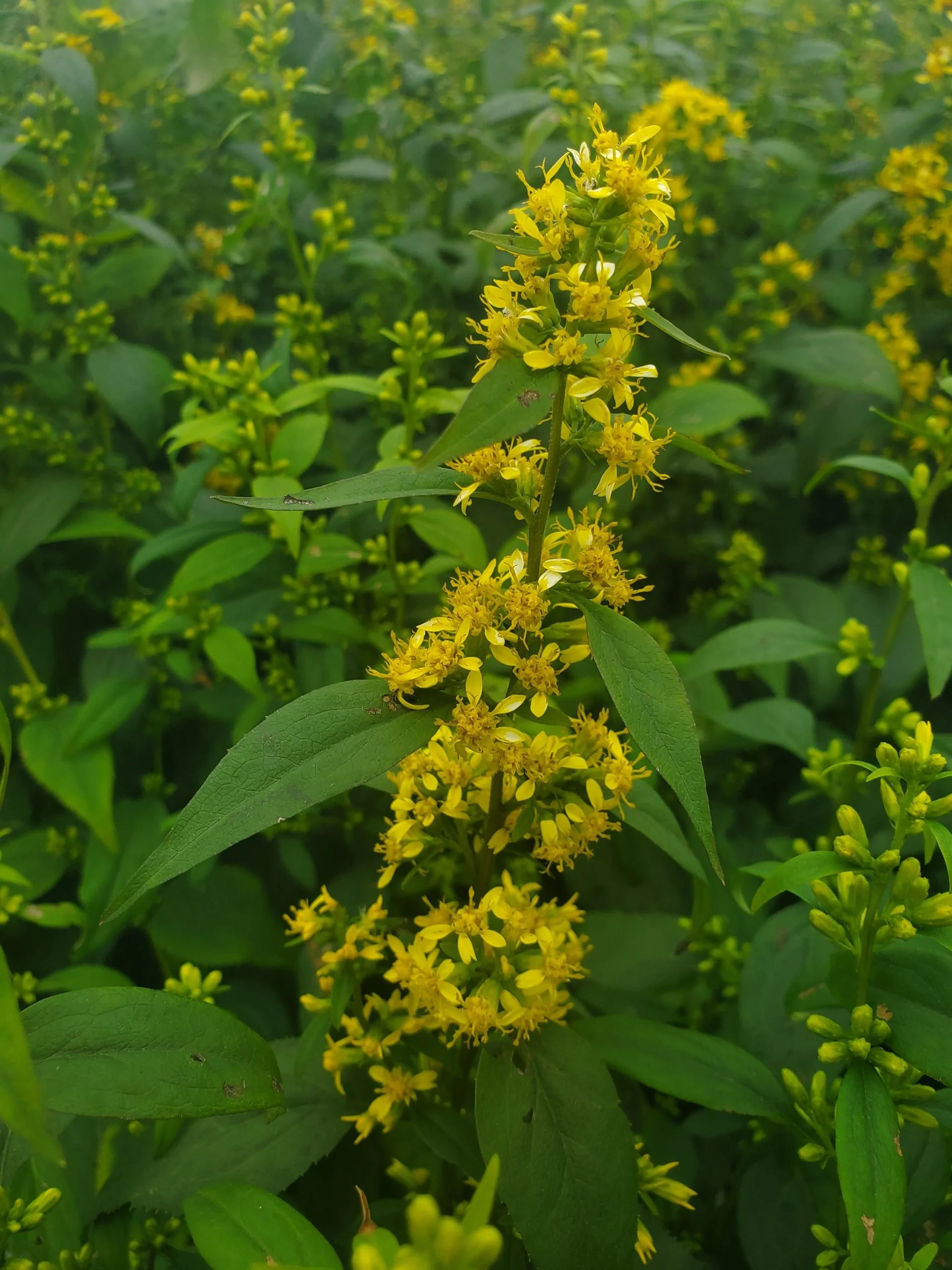 Zig-Zag Goldenrod