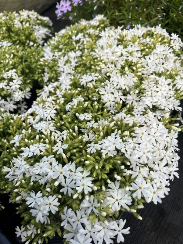 Creeping Phlox 'Snowflake'