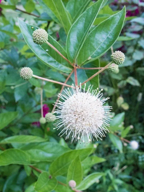 Buttonbush
