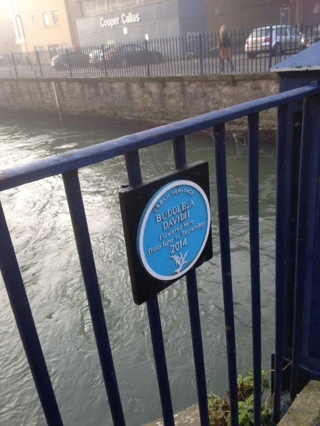 OVADA Associates Feature Artist: Imogen Rigden — OVADA