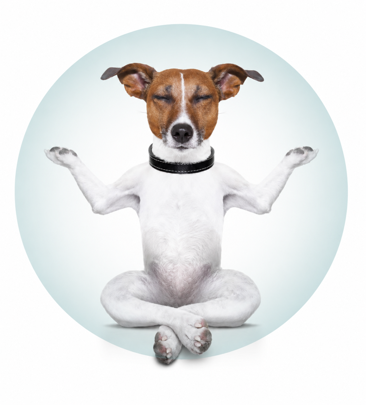 Chien et chat WeBiotic