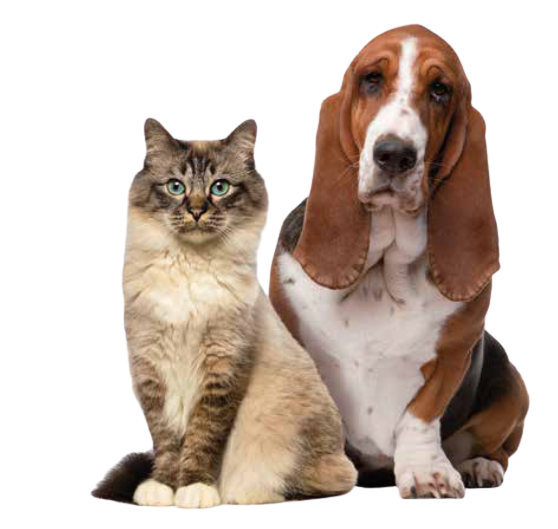 Chien et chat WeBiotic