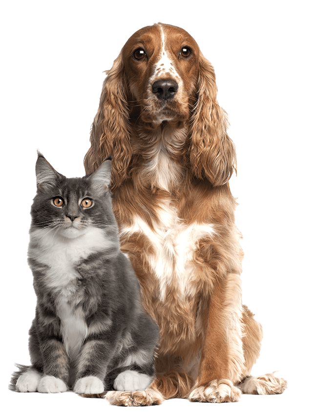 Chien et chat WeBiotic