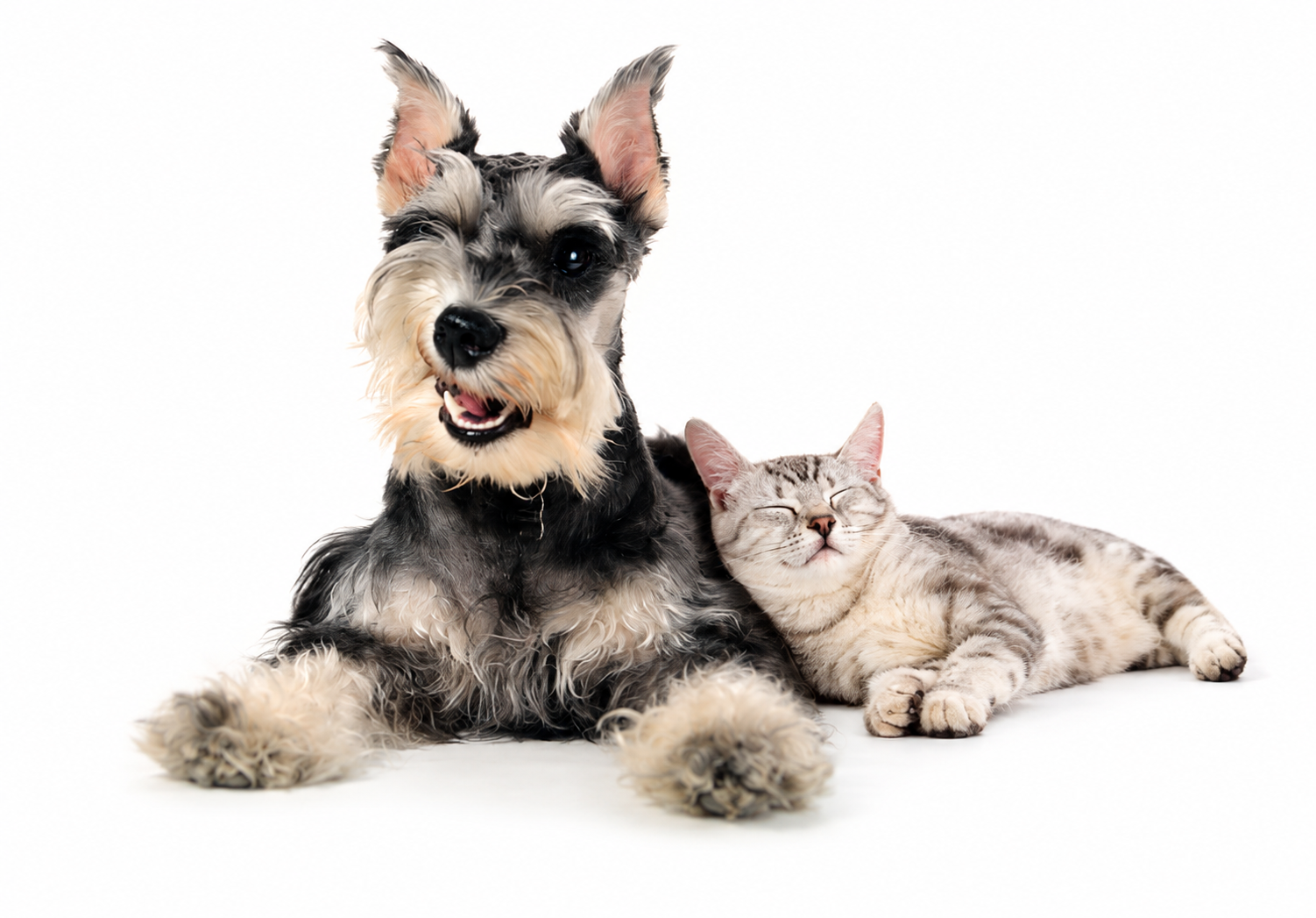 Chien et chat WeBiotic