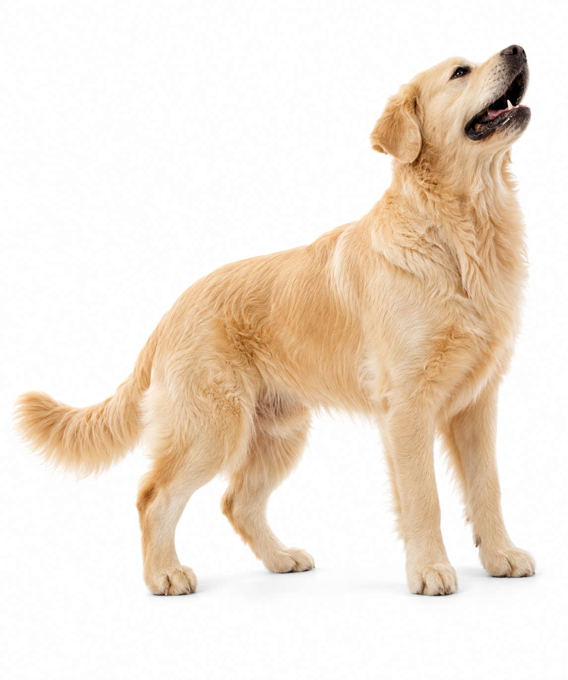 Chien et chat WeBiotic