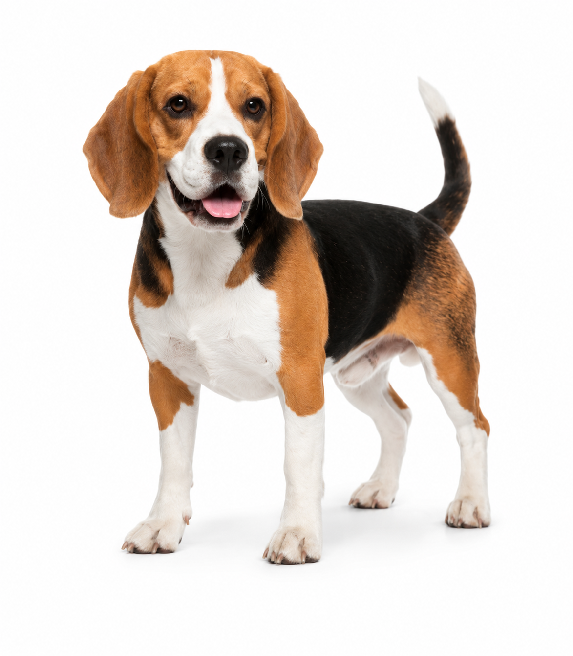 Chien et chat WeConfort