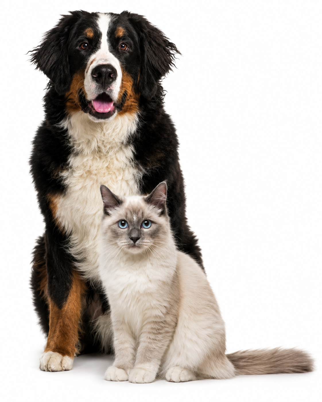 Chien et chat WeBiotic