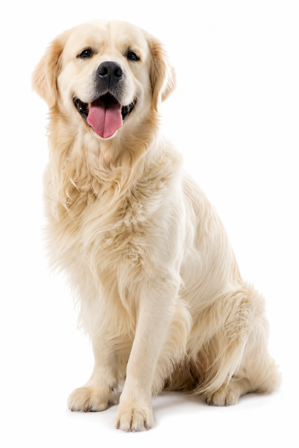 Chien et chat WeBiotic