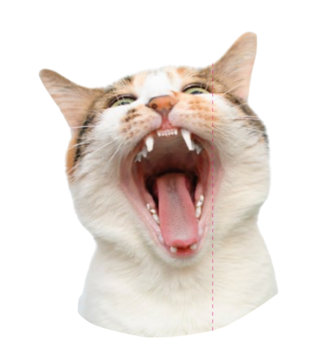 Chien et chat WeBiotic