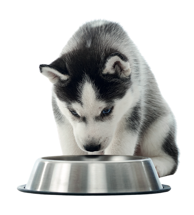 Chien et chat WeBiotic