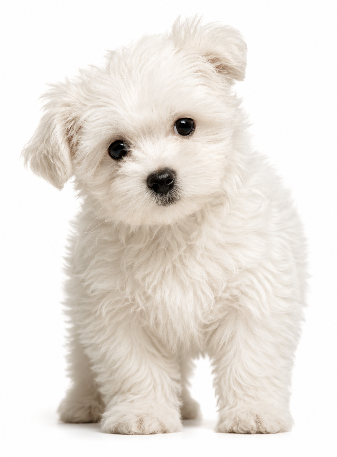 Chien et chat WeBiotic