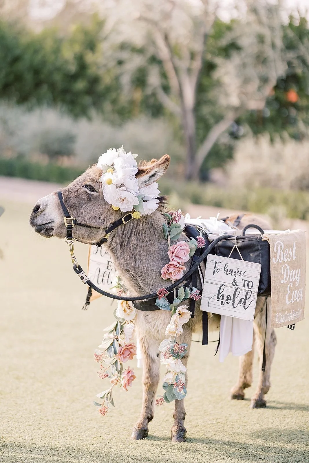 Decorated donkey with floral crown, sign, and wedding accessories outdoors.