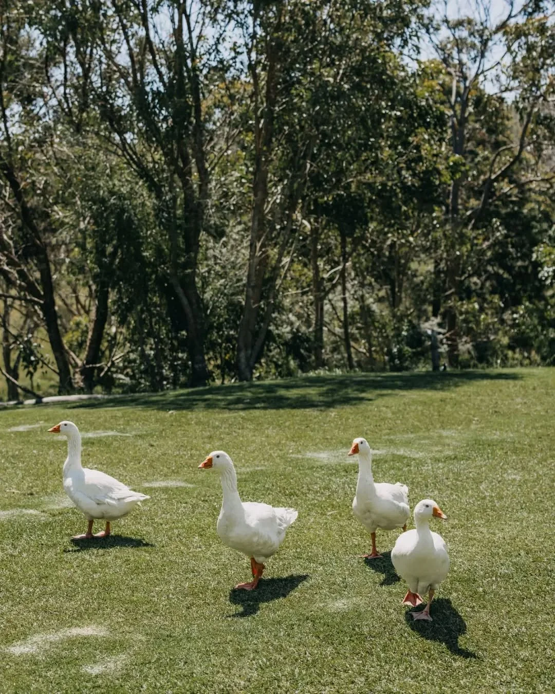 The lawn patrol (aka our geese) have signed off on the weekend! Whether you&rsquo;re spending time with our feathered friends, wandering the grounds, or soaking up a little South West magic, we have all the good vibes waiting for you. See you all tom