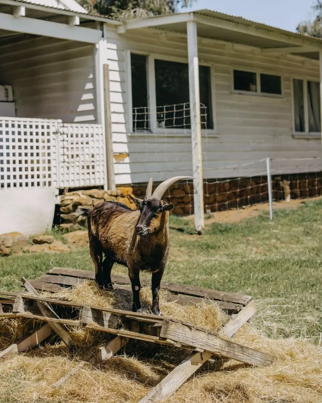 The Farmhouse is calling this long weekend. Enjoy good food, refreshing cocktails, and a few farmyard friends ready to brighten your Monday. We look forward to welcoming you all from 9am 🐮✨

Walk-ins welcome or book ahead, link in bio.