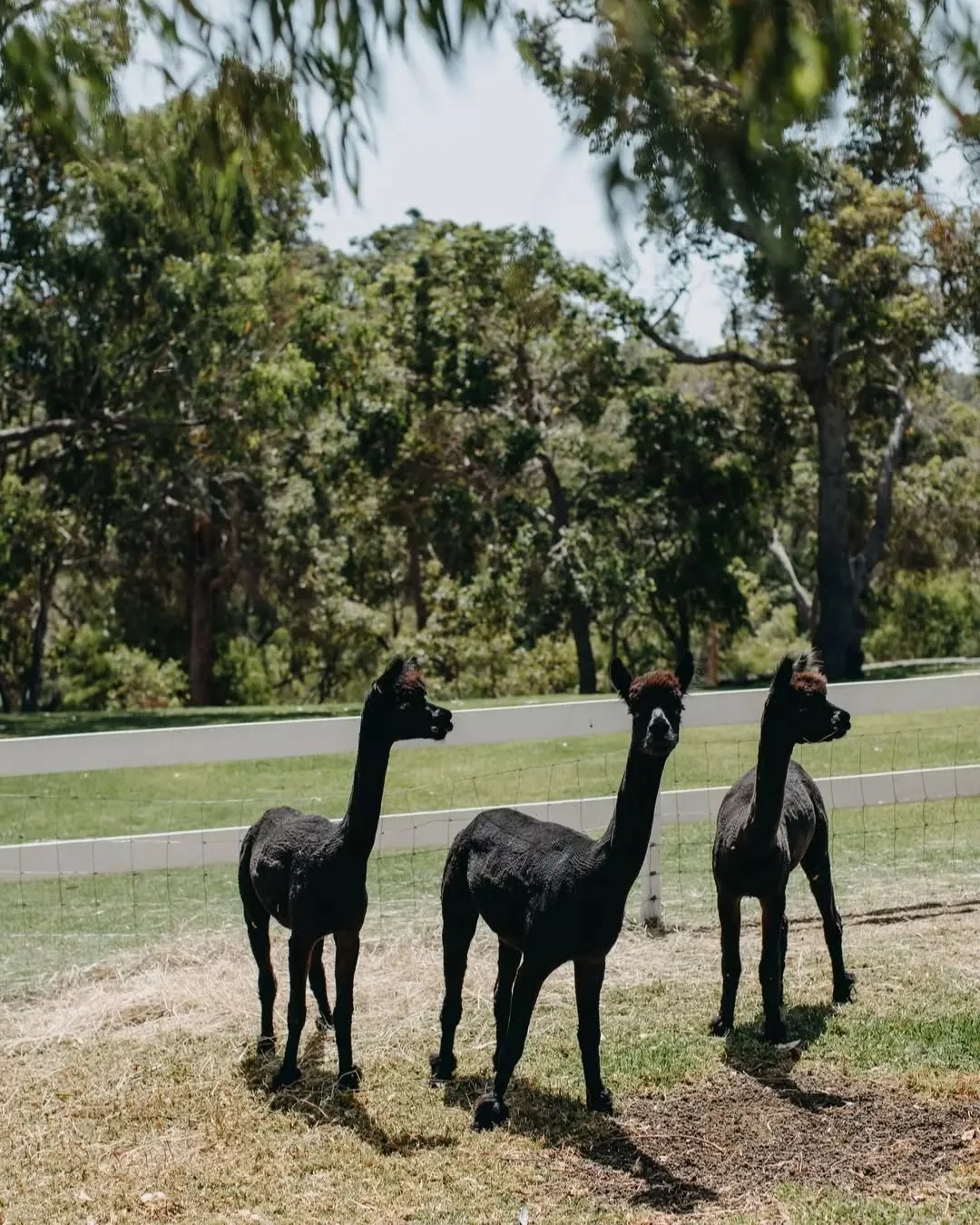 Planning your long weekend? Start it with some Farmhouse magic. Haisy, Maisy and Daisy are ready to welcome you, come explore the grounds, enjoy good food, and soak up all the good vibes.

Join us, link in bio.