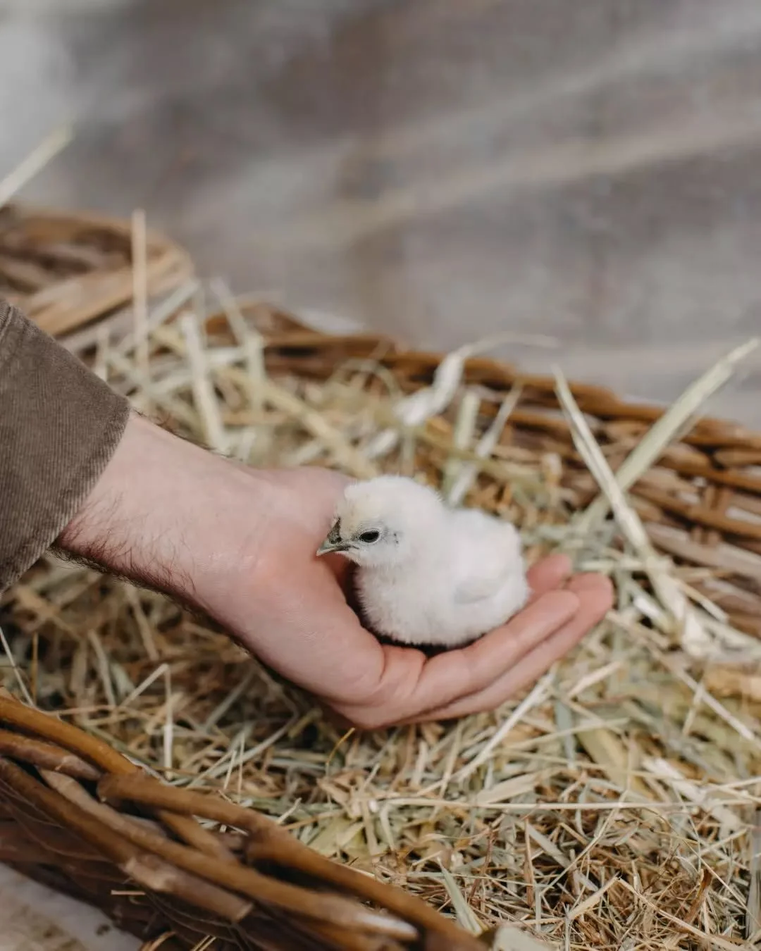 It wouldn&rsquo;t be Easter at the Farmhouse without our annual Egg Hunt. Join us on Sunday 5th from 8am &ndash; 8.30am and roam the Farmhouse grounds in search of chocolate eggs left behind by the cheeky Easter Bunny. And if you&rsquo;re lucky, you 