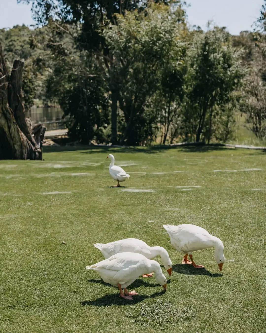 Good morning from the Farmhouse! Our farmyard friends are ready to welcome you all from 9am.☀️

Join us, link in bio.