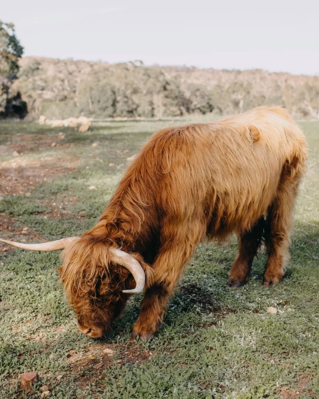 Good moooorning from Lizzy and Sir Raymond. They can&rsquo;t wait to welcome you from 9am. Start the week the right way at the Farmhouse. 🐄 ✨

Join us, link in bio.