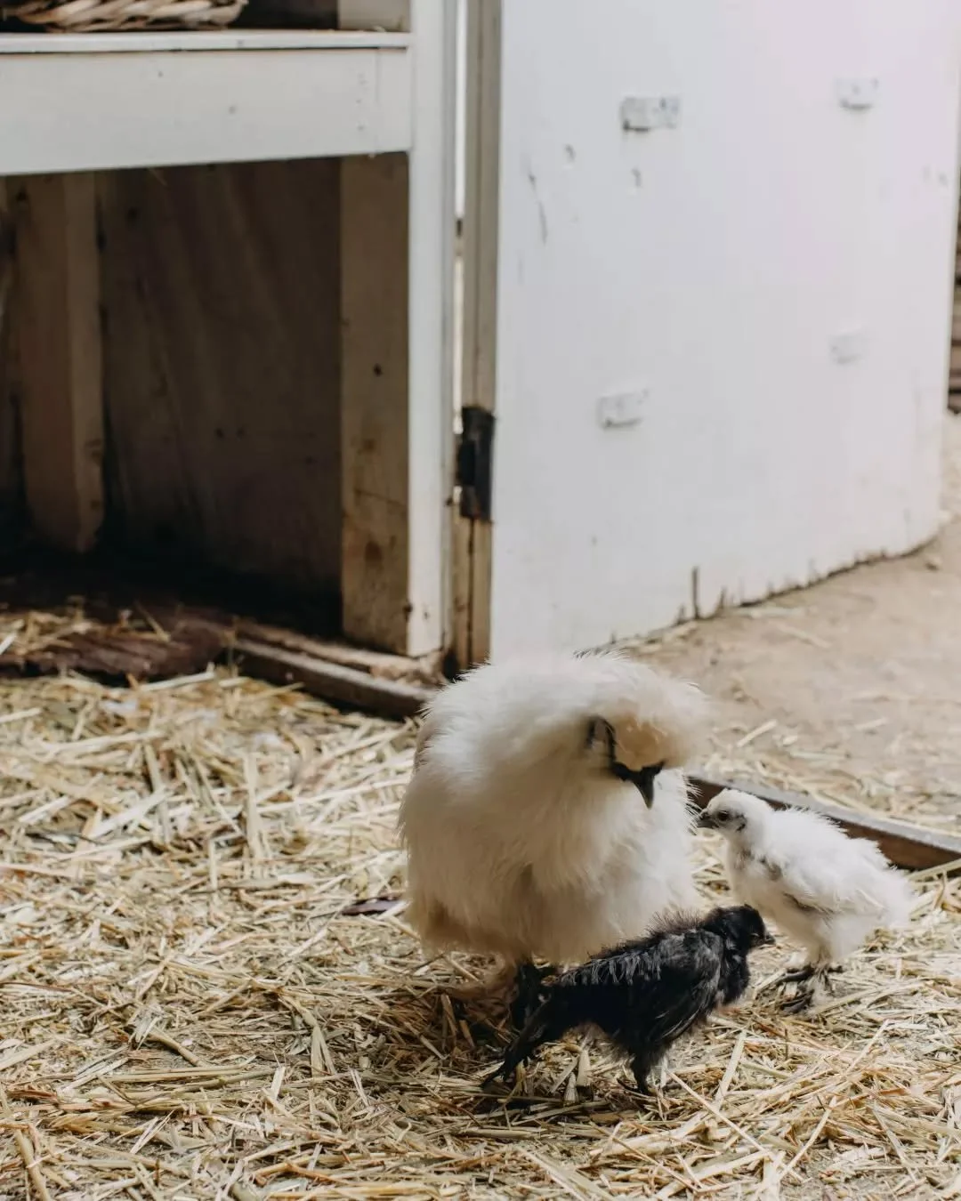 The chickens are ready, the grounds are glowing, and the long weekend is here! Join our farmyard friends for lunch, sunshine, and a little Farmhouse magic. 🐔✨

Join us, link in bio.