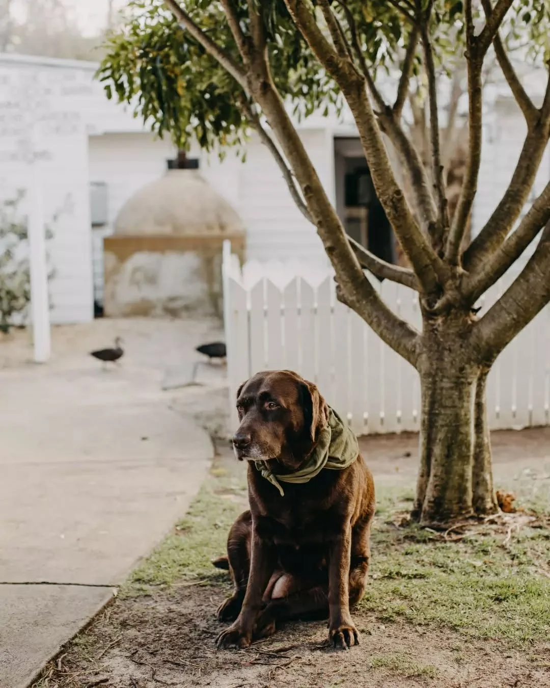 Mila and the gang can&rsquo;t wait to welcome you. Come say hello, settle in, and enjoy brunch, lunch and all day grazing from 9am. 

Walk-ins welcome or book ahead.