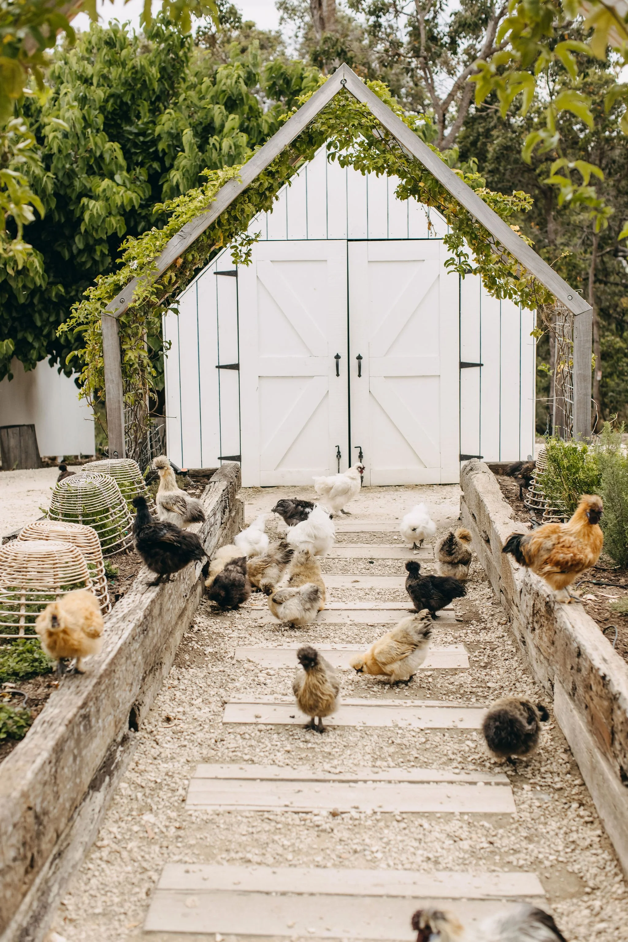A white chicken coop at the end of a gravel garden path with chickens and chicks walking around it, bordered by wooden beams and greenery.