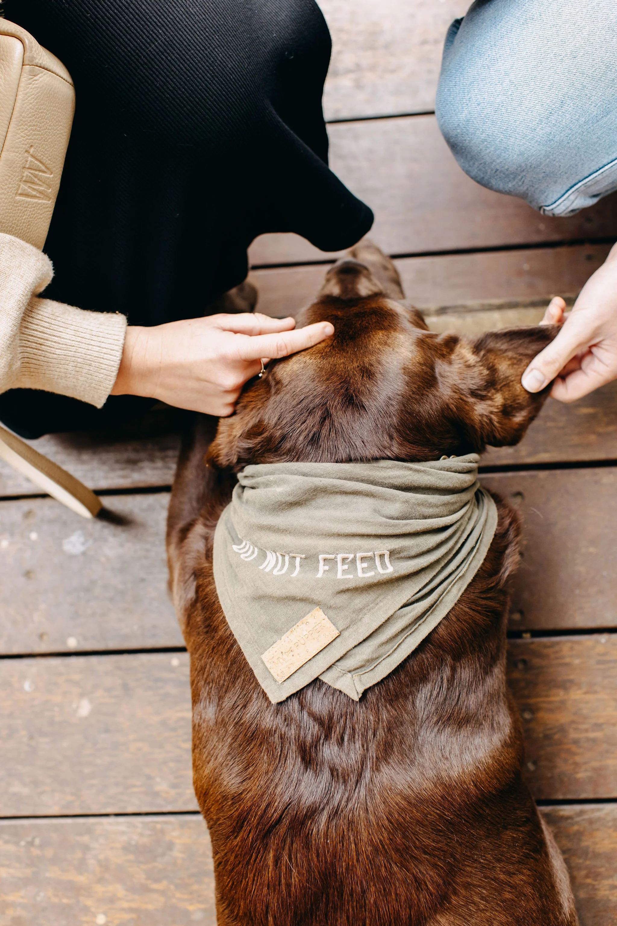 A brown dog wearing a green bandana with text around its neck, being petted on the head by one person and touched on the ear by another person, on a wooden deck.