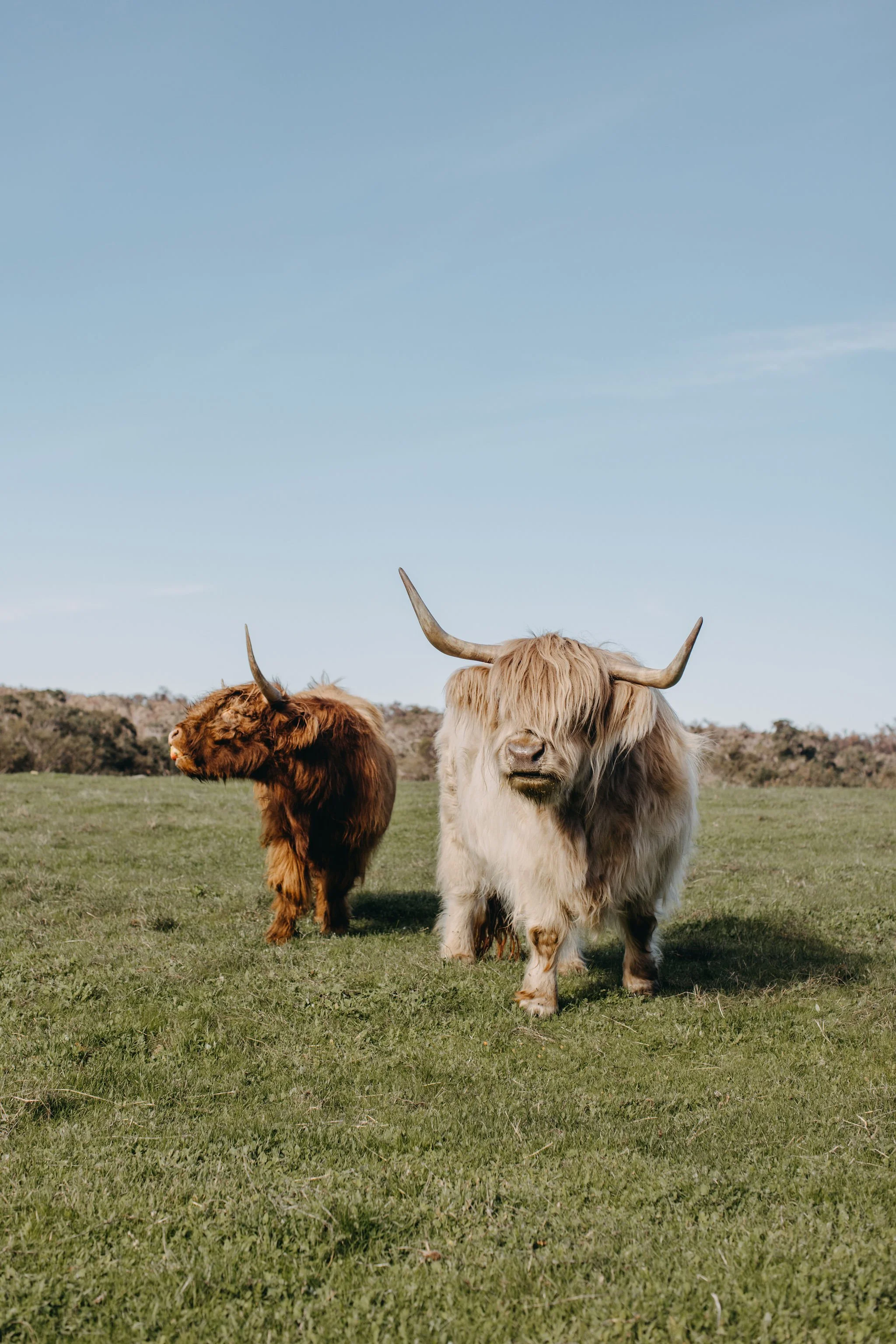 Two Highland cattle grazing on a grassy field under a blue sky, one with long horns and shaggy cream-colored coat, the other with a reddish-brown coat and small horns.