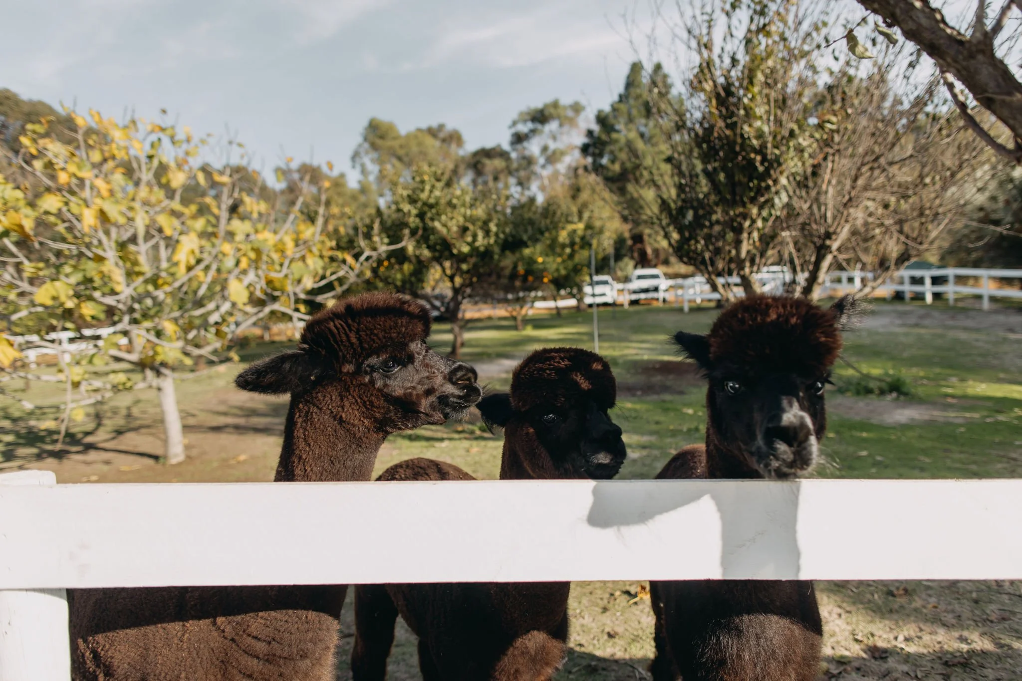 Three alpacas with dark brown and black wool standing behind a white fence in a rural setting with trees and cars in the background.