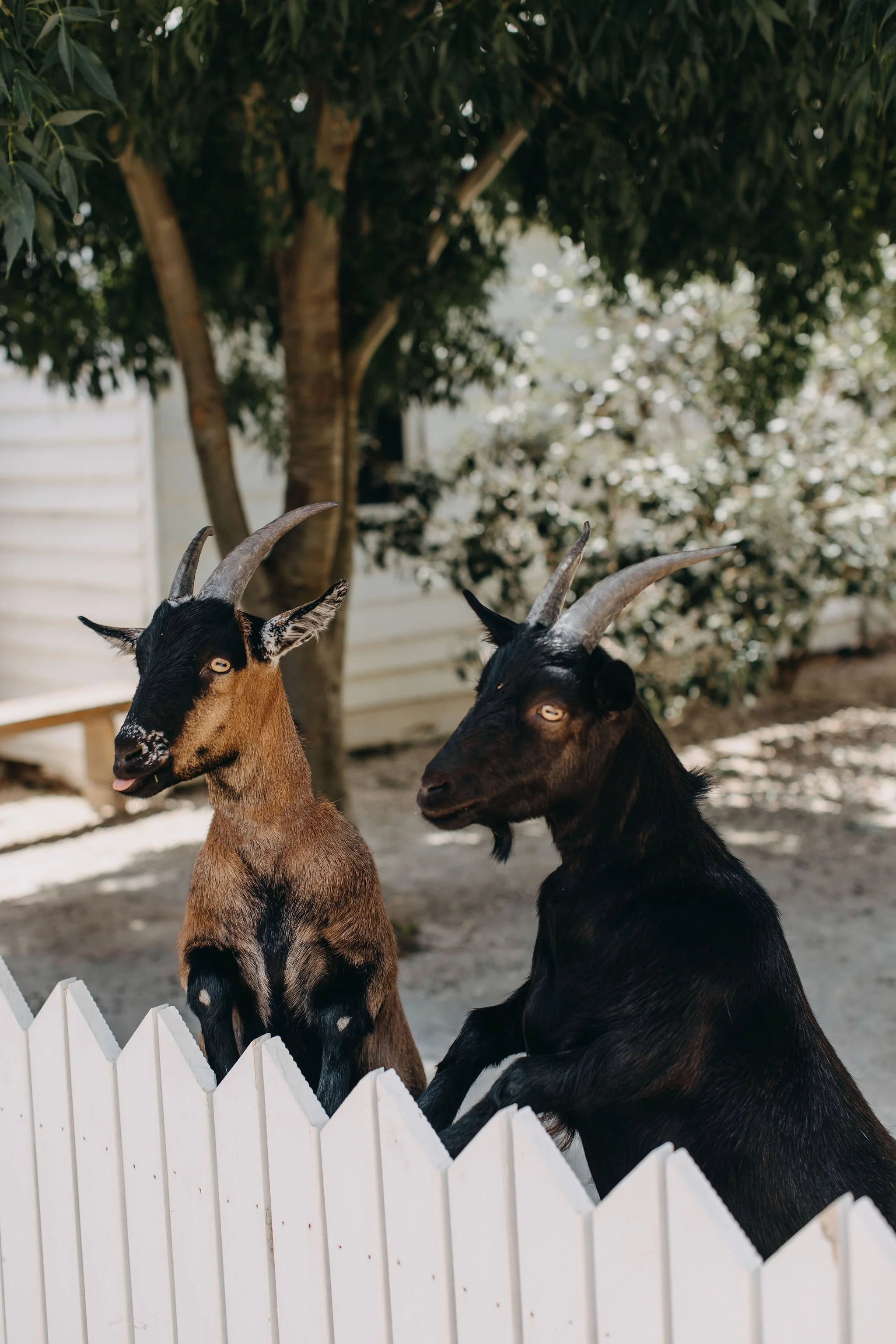Two goats with curved horns behind a white picket fence in a garden with trees and bushes.