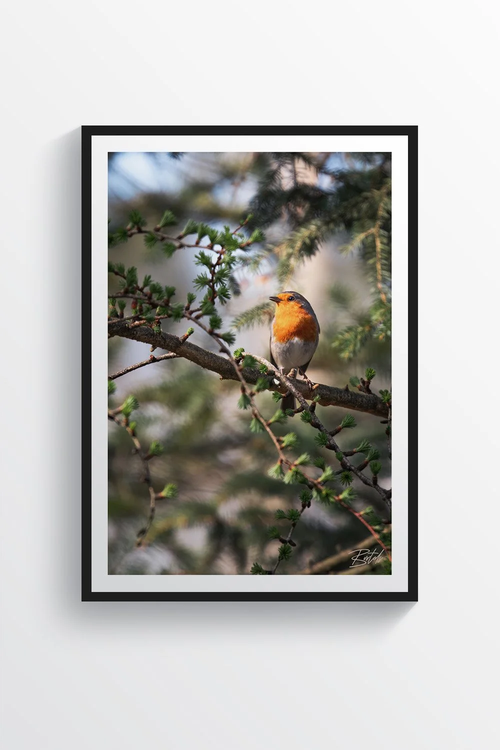 Robin0002-1.jpg