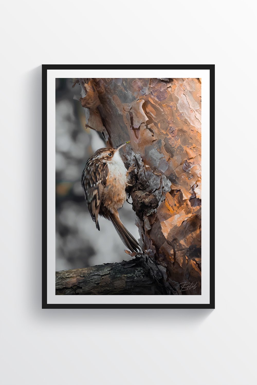 Short-Toed Treecreeper0001-1.jpg