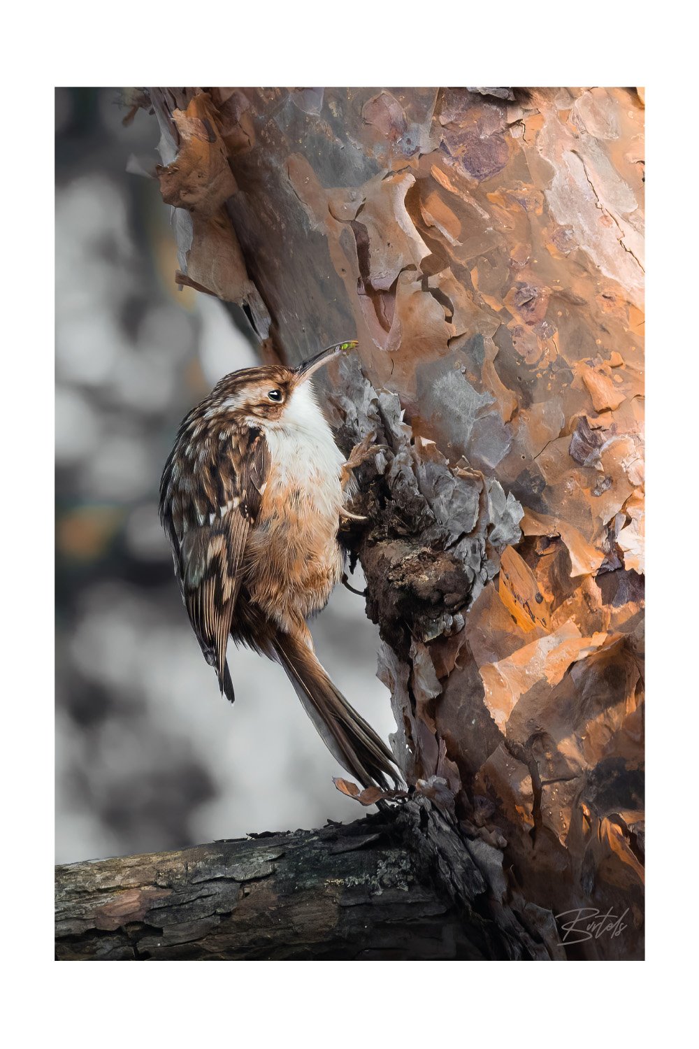 Short-Toed Treecreeper0001-3.jpg