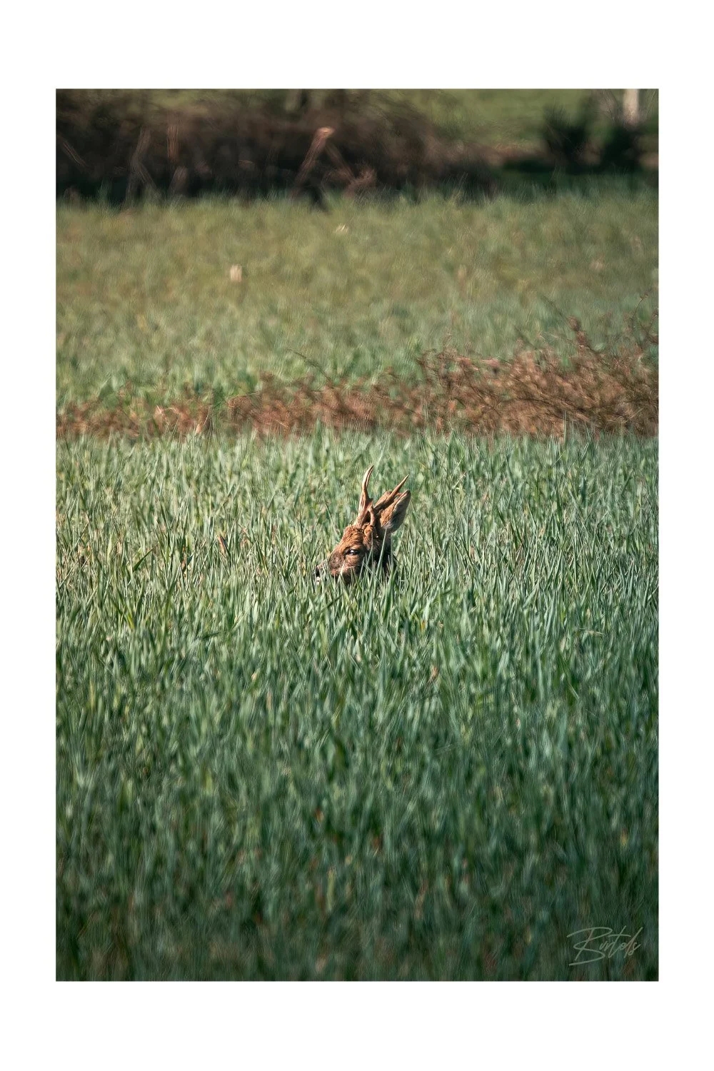 RoeDeer0001-3.jpg