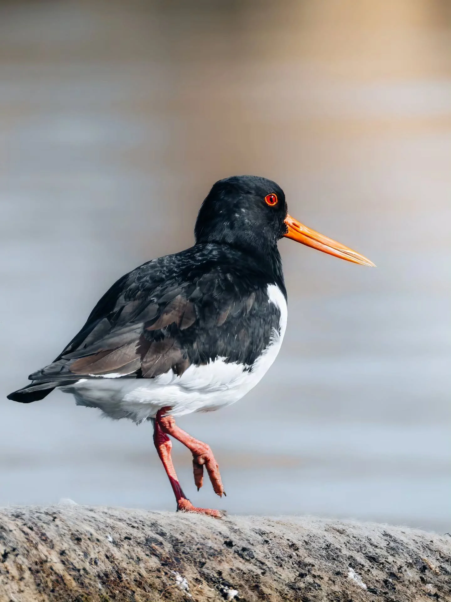 Scholekster, even lekker aan de wandel 👯&zwj;♀️
&bull; 
&bull; 
&bull; 
&bull; 
#zoomnl #wildlifephotography #photography #bbcwildlifepotd #natgeo #wildlife #ignature  #bokeh #canon #kameraexpress #bbcearth #planetearth #cameraland_nl #cameranu_nl #
