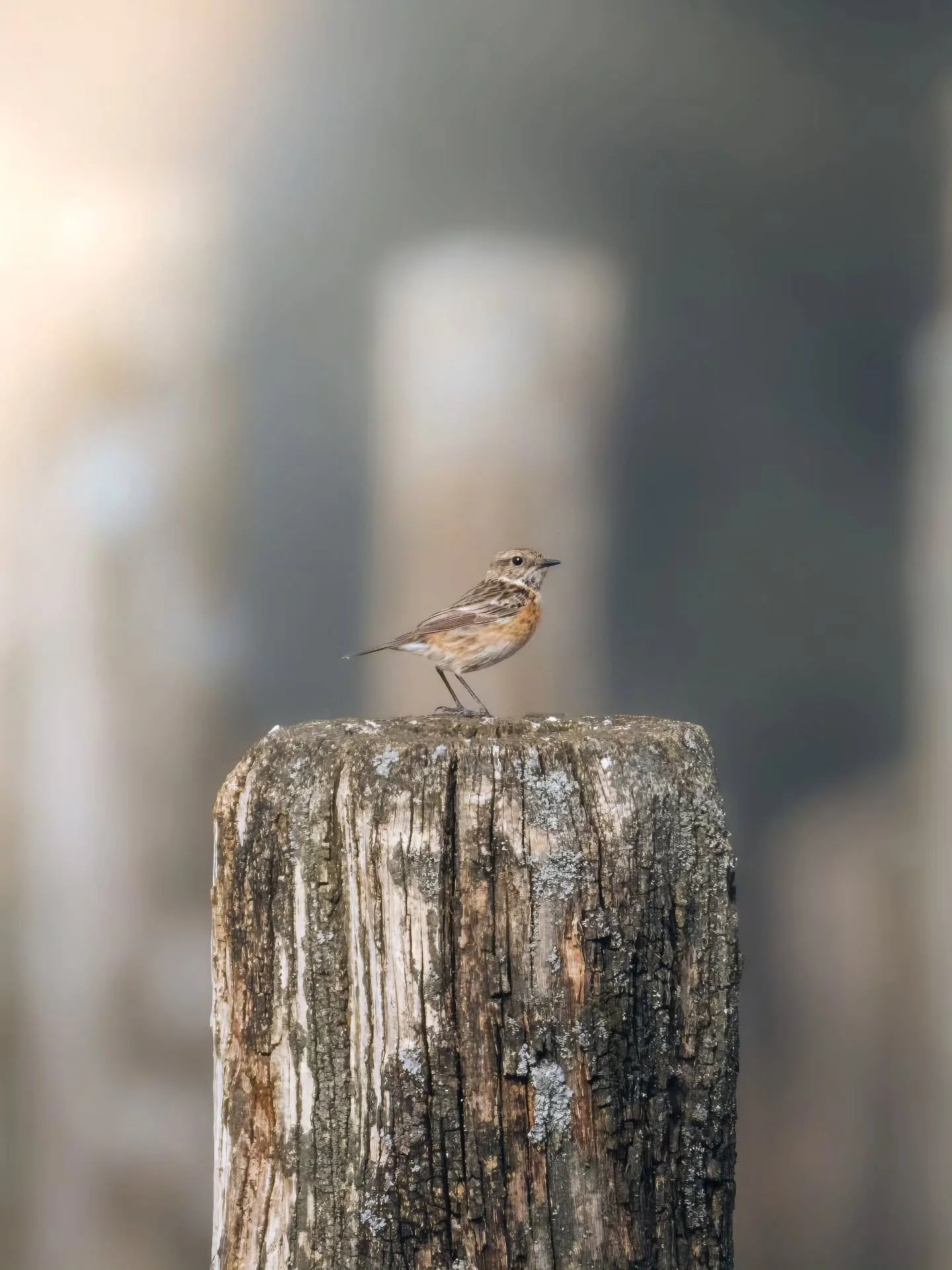 Klein, maar fijn. Lievelings vogeltje 🧡
&bull; 
&bull; 
&bull; 
&bull; 
#zoomnl #wildlifephotography #photography #bbcwildlifepotd #natgeo #wildlife #ignature  #bokeh #canon #kameraexpress #bbcearth #planetearth #cameraland_nl #cameranu_nl #yourshot