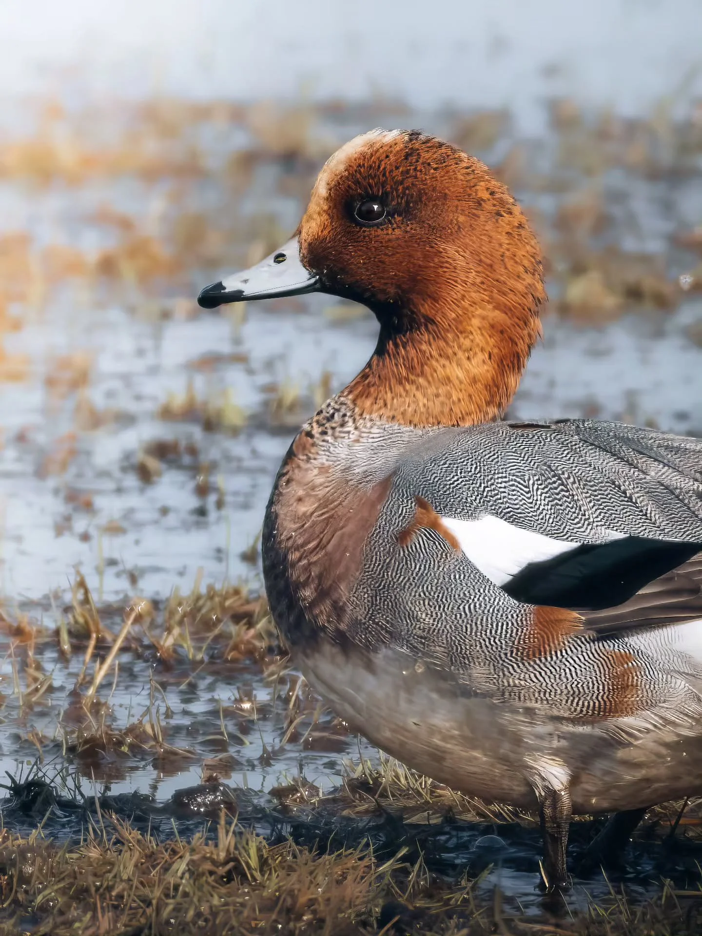 Heeeerlijk kleurenpalet heeft de smient 😍
&bull; 
&bull; 
&bull; 
&bull; 
#zoomnl #wildlifephotography #photography #bbcwildlifepotd #natgeo #wildlife #ignature  #bokeh #canon #kameraexpress #bbcearth #planetearth #cameraland_nl #cameranu_nl #yoursh