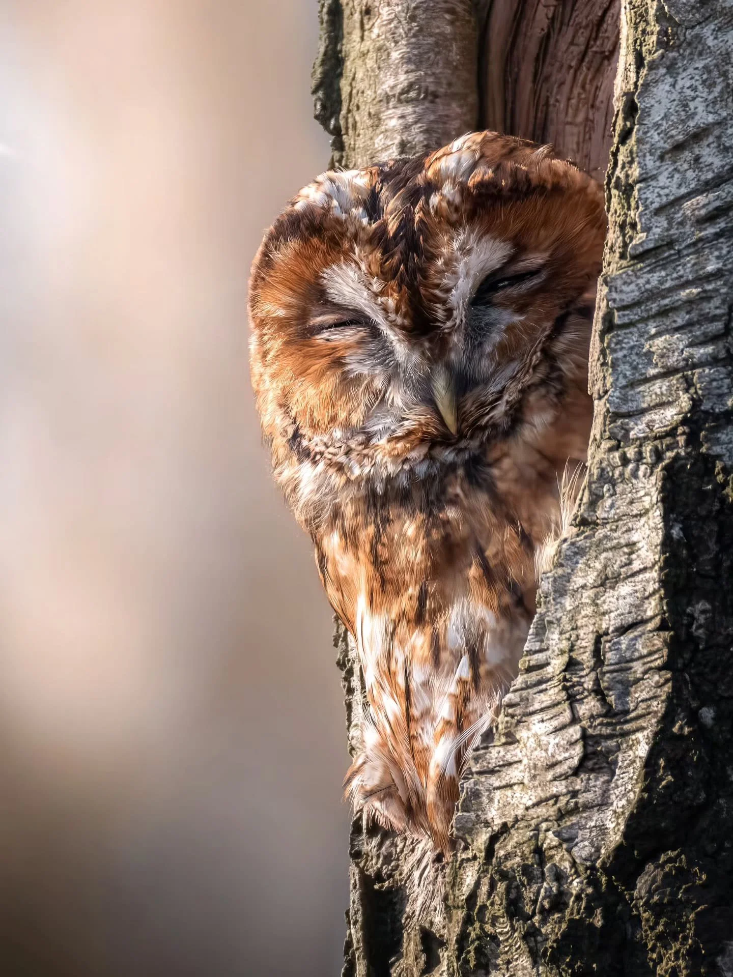 Ik mocht nog een keer langskomen bij mijn lievelings uiltje 🥰
&bull; 
&bull; 
&bull; 
&bull; 
#zoomnl #wildlifephotography #photography #bbcwildlifepotd #natgeo #wildlife #ignature  #bokeh #canon #kameraexpress #bbcearth #planetearth #cameraland_nl 