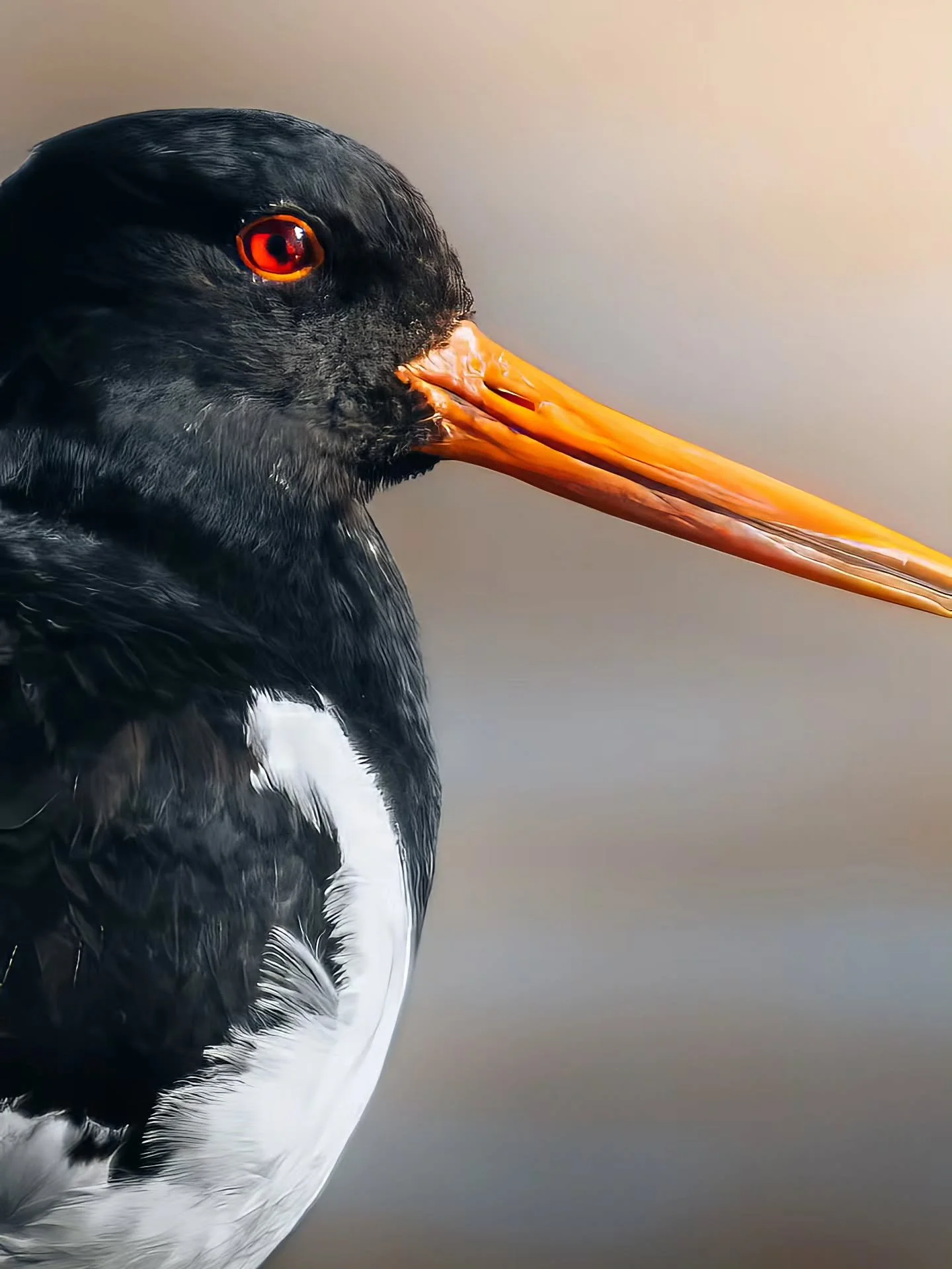 Met een 800mm lens op een varende boot. Ergens vind ik het dan toch wel knap dat deze foto van de scholekster gelukt is haha 🤯
&bull; 
&bull; 
&bull; 
&bull; 
#zoomnl #wildlifephotography #photography #bbcwildlifepotd #natgeo #wildlife #ignature  #b