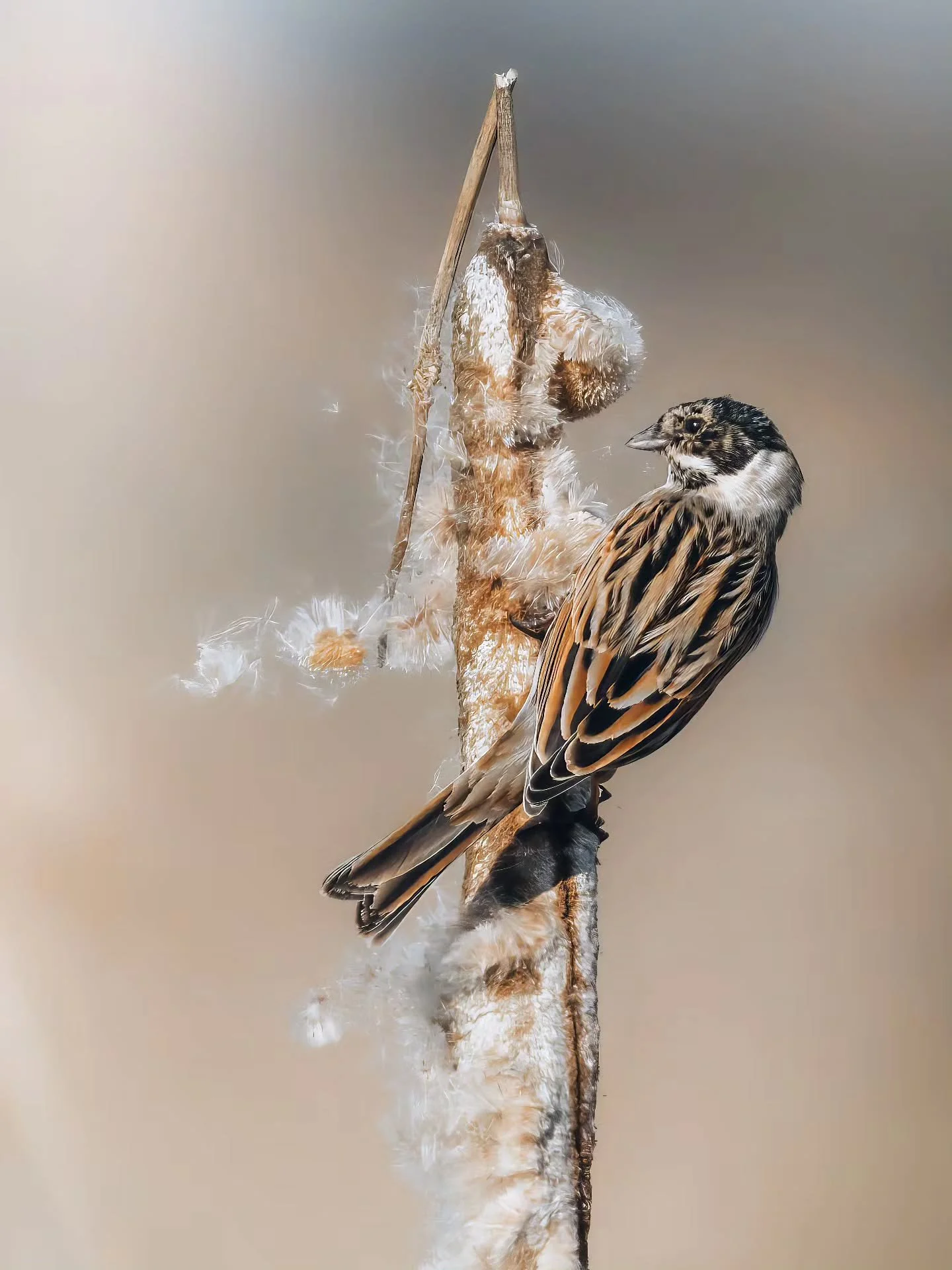 Rietgors in de wind, geen slechte zaterdag 🌬
&bull; 
&bull; 
&bull; 
&bull; 
#zoomnl #wildlifephotography #photography #bbcwildlifepotd #natgeo #wildlife #ignature  #bokeh #canon #kameraexpress #bbcearth #planetearth #cameraland_nl #cameranu_nl #you