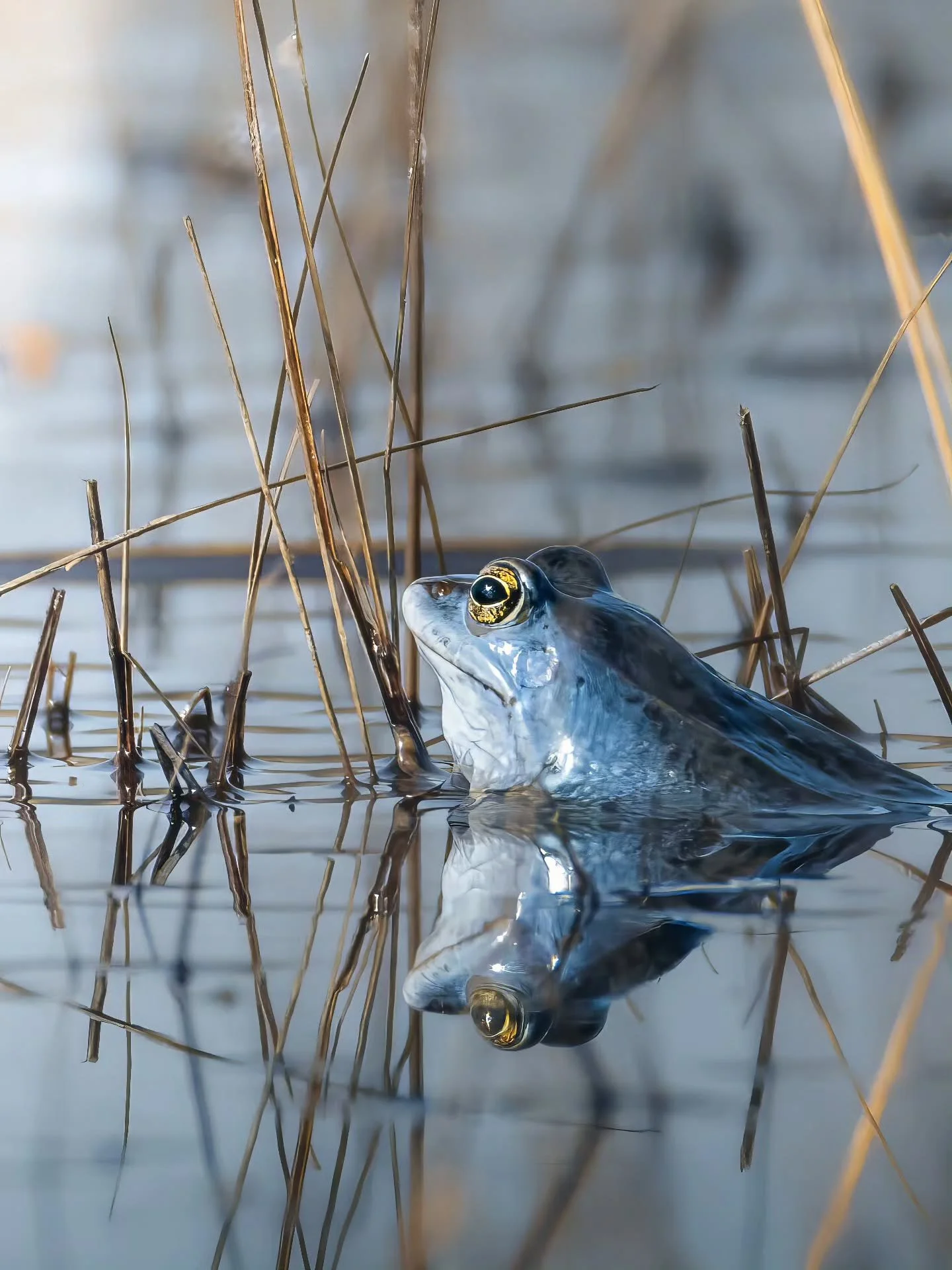 Ik wist niet eens dat blauwe kikkers in Nederland bestonden joh! Ik presenteer, de heikikker 🐸
&bull; 
&bull; 
&bull; 
&bull; 
#zoomnl #wildlifephotography #photography #bbcwildlifepotd #natgeo #wildlife #ignature  #bokeh #canon #kameraexpress #bbce