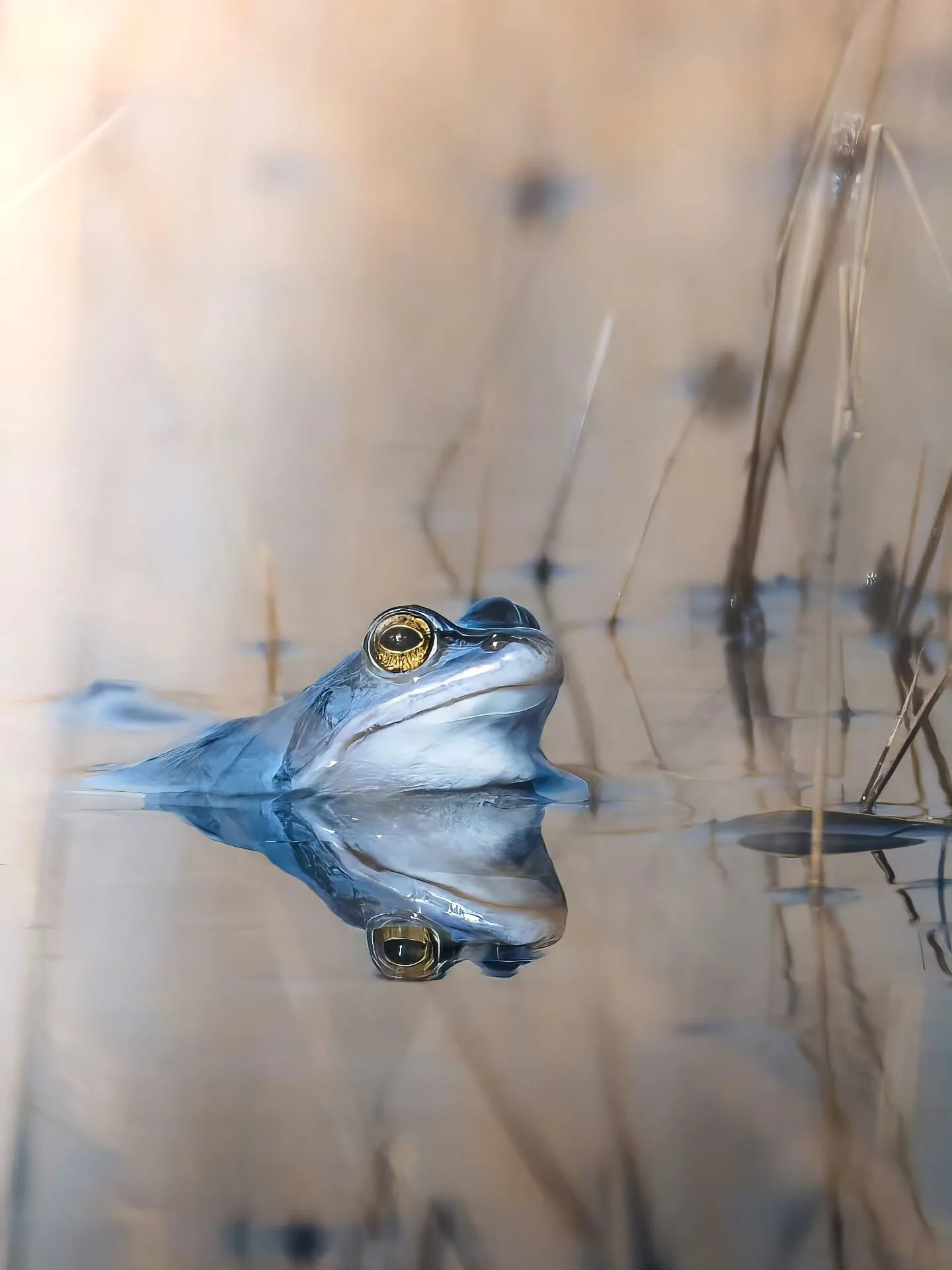 En nog eentje van voren van deze blauwe heikikker 🐸
&bull; 
&bull; 
&bull; 
&bull; 
#zoomnl #wildlifephotography #photography #bbcwildlifepotd #natgeo #wildlife #ignature  #bokeh #canon #kameraexpress #bbcearth #planetearth #cameraland_nl #cameranu_