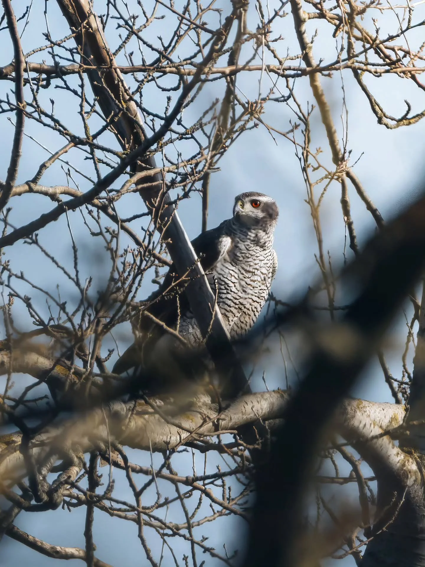 Heeeeel ver weg, maar kon nog net door alle takken heen deze havik erop zetten 🦅 
&bull; 
&bull; 
&bull; 
&bull; 
#zoomnl #wildlifephotography #photography #bbcwildlifepotd #natgeo #wildlife #ignature  #bokeh #canon #kameraexpress #bbcearth #planete