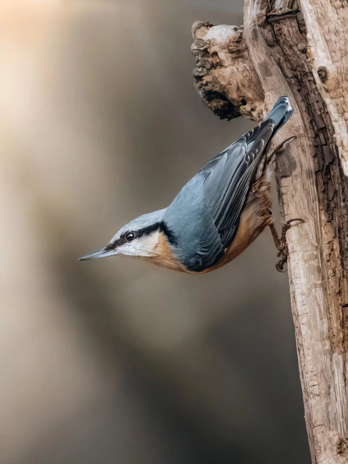 De boomkruiper is een zwaar ondergewaardeerde vogel hier in Nederland. Kijk die blauw grijze en oranje kleuren joh! 🤩
&bull; 
&bull; 
&bull; 
&bull; 
#zoomnl #wildlifephotography #photography #bbcwildlifepotd #natgeo #wildlife #ignature  #bokeh #can