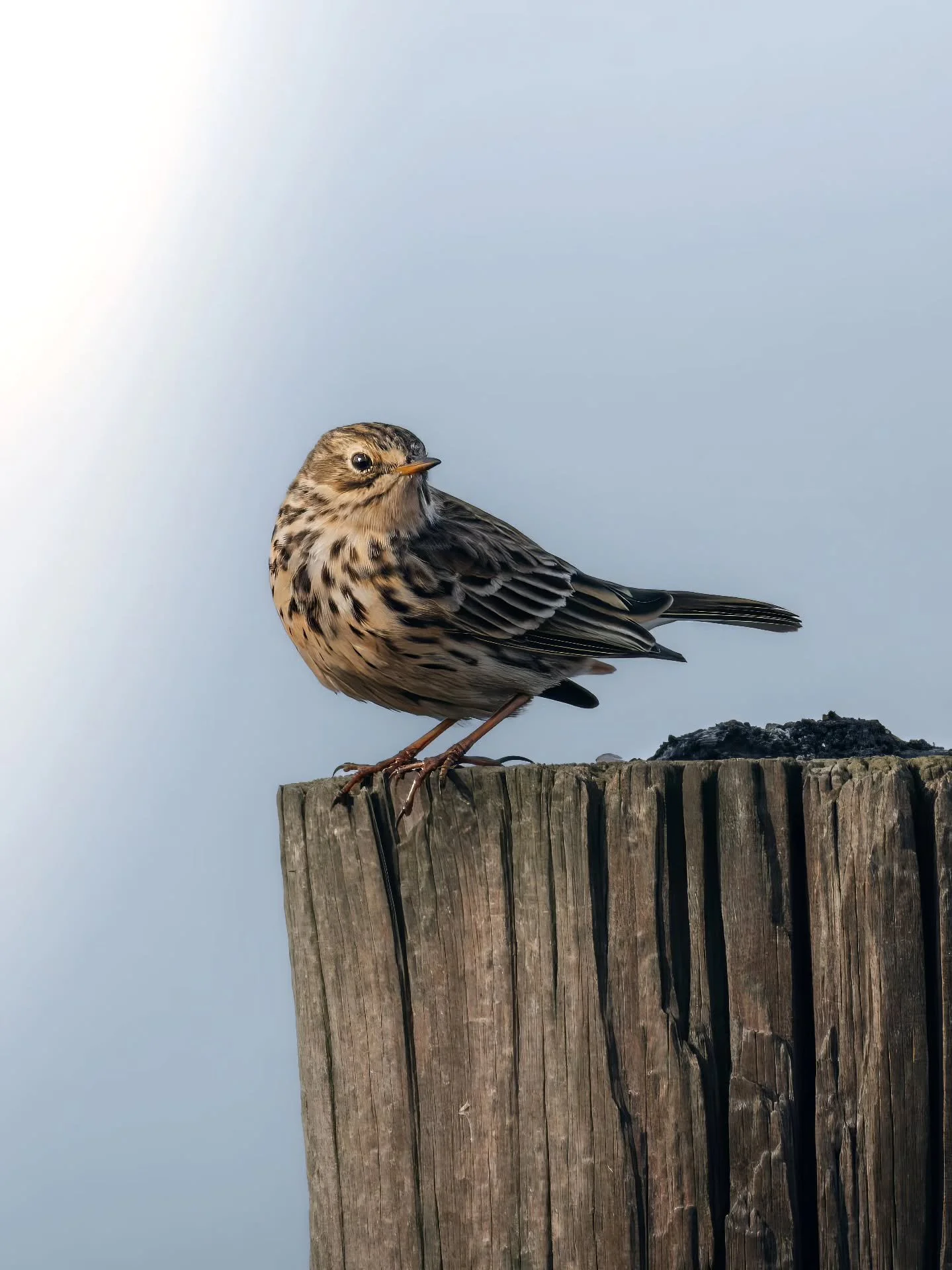 Het blijft leuk om te zien hoe klein zo'n vogeltje is op een houten paaltje. Zo ook bij deze graspieper 🐣
&bull; 
&bull; 
&bull; 
&bull; 
#zoomnl #wildlifephotography #photography #bbcwildlifepotd #natgeo #wildlife #ignature  #bokeh #canon #kameraex