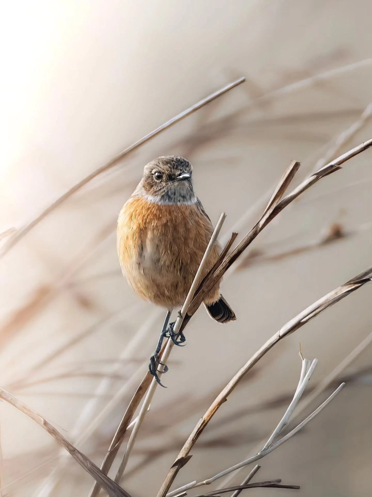 FAVORIETE vogeltje uit Nederland! Love de oranje kleur van de roodborsttapuit 🧡
&bull; 
&bull; 
&bull; 
&bull; 
#zoomnl #wildlifephotography #photography #bbcwildlifepotd #natgeo #wildlife #ignature  #bokeh #canon #kameraexpress #bbcearth #planetear