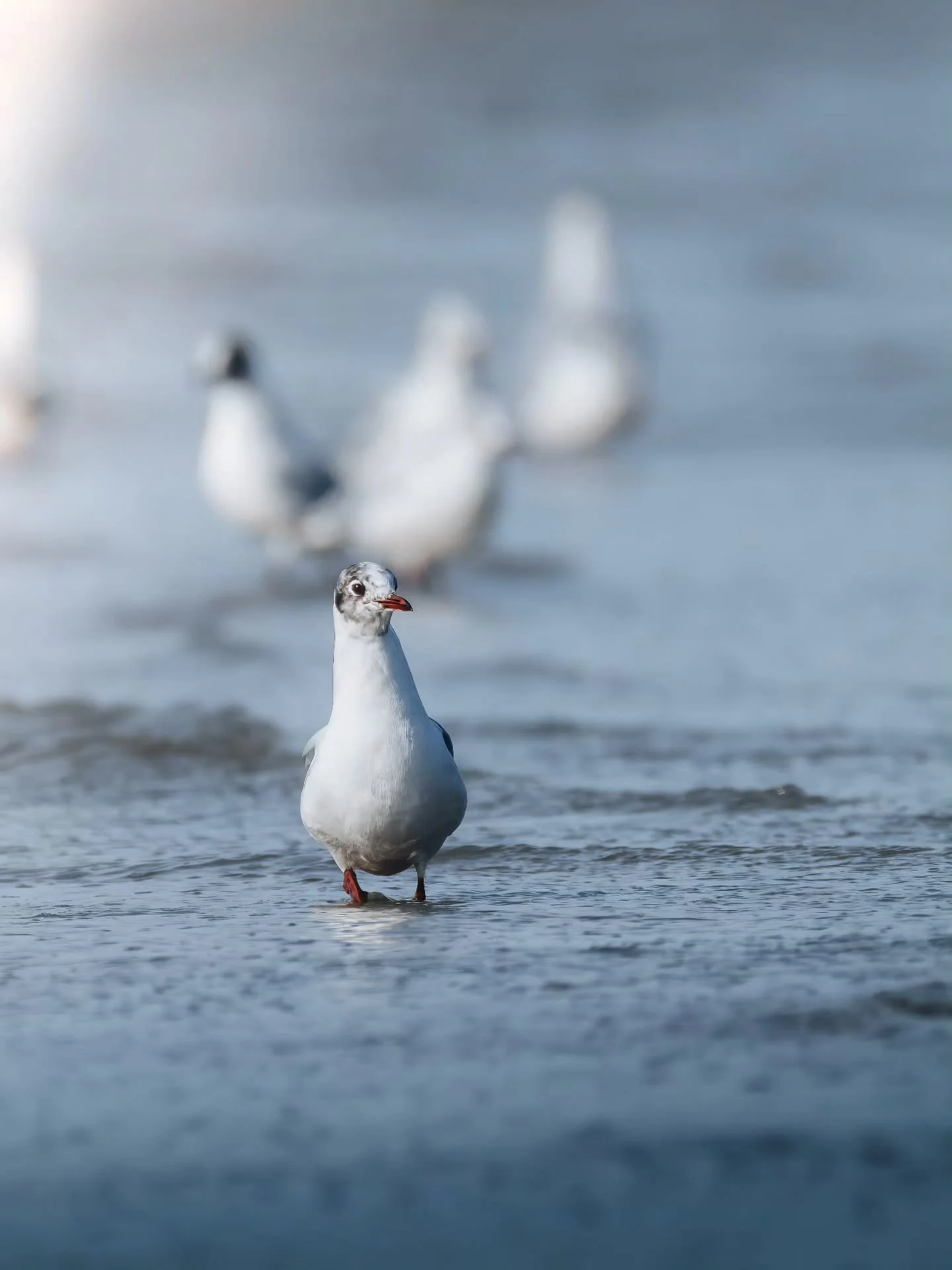 Het was gewoon een kokmeeuw, wandelend over het strand. En t&oacute;ch weer een lekker shot, al zeg ik het zelf 🫠
&bull; 
&bull; 
&bull; 
&bull; 
#zoomnl #wildlifephotography #photography #bbcwildlifepotd #natgeo #wildlife #ignature  #bokeh #canon #