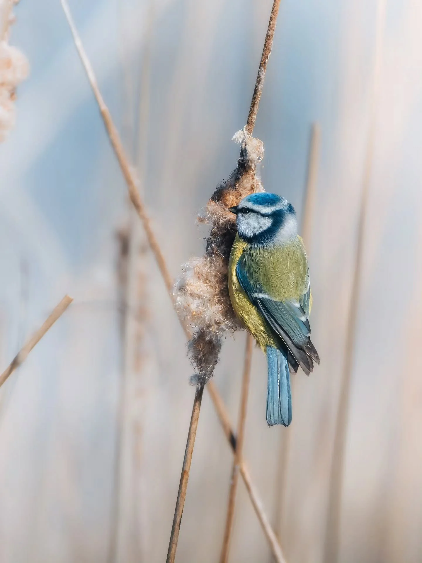 Het riet, de blur, het blauw. Het heeft iets 'zens' in zijn geheel 😌
&bull; 
&bull; 
&bull; 
&bull; 
#zoomnl #wildlifephotography #photography #bbcwildlifepotd #natgeo #wildlife #ignature  #bokeh #canon #kameraexpress #bbcearth #planetearth #cameral
