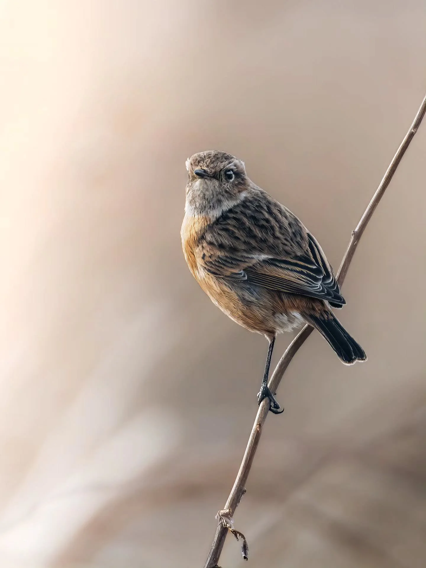 Dat moment wanneer de belichting preci&eacute;s goed is 😍
&bull; 
&bull; 
&bull; 
&bull; 
#zoomnl #wildlifephotography #photography #bbcwildlifepotd #natgeo #wildlife #ignature  #bokeh #canon #kameraexpress #bbcearth #planetearth #cameraland_nl #cam