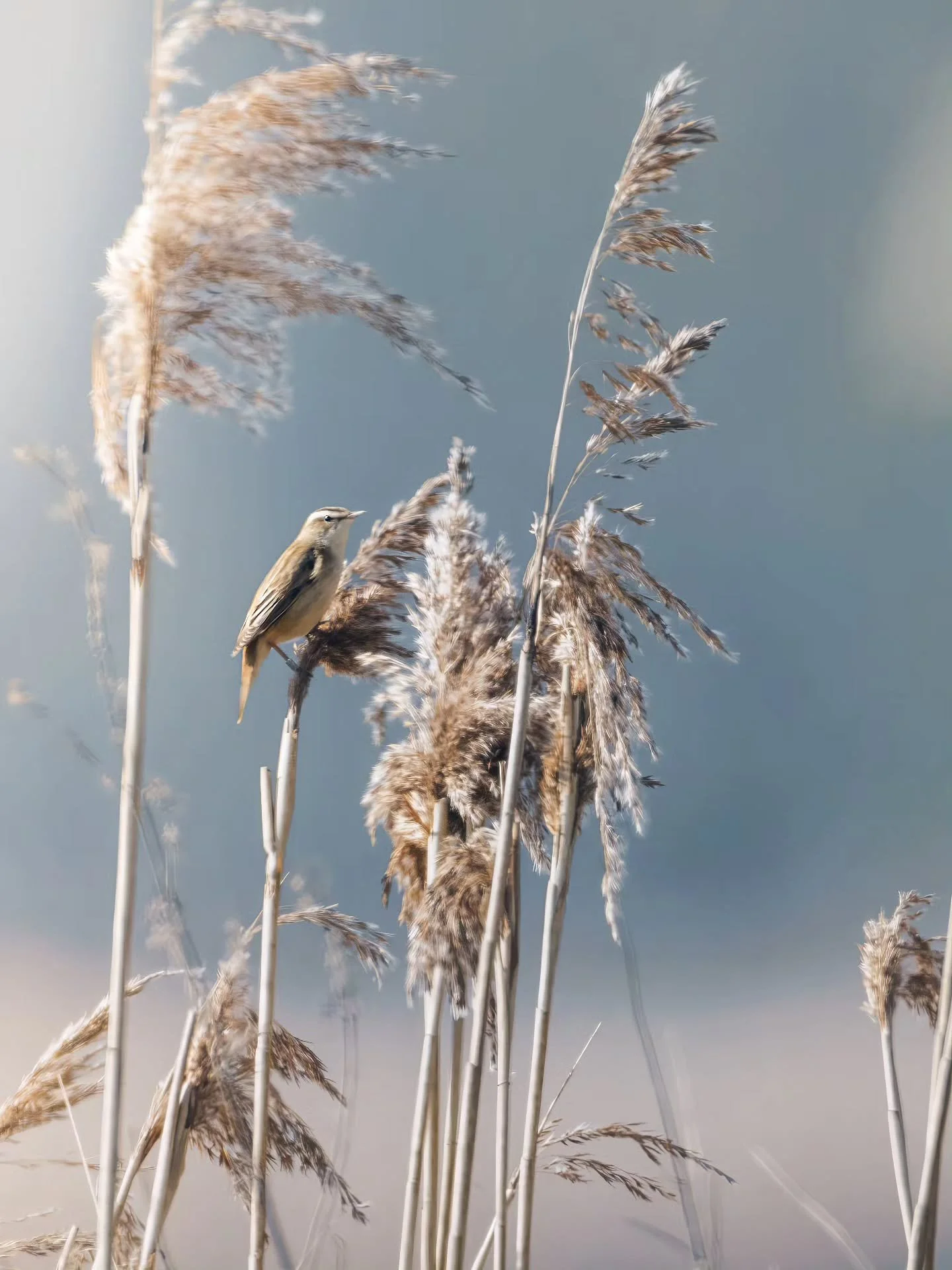 Het was heeeeel goed kijken, maar er zat daar toch &eacute;cht een rietzanger! 🥳
&bull; 
&bull; 
&bull; 
&bull; 
#zoomnl #wildlifephotography #photography #bbcwildlifepotd #natgeo #wildlife #ignature  #bokeh #canon #kameraexpress #bbcearth #planetea