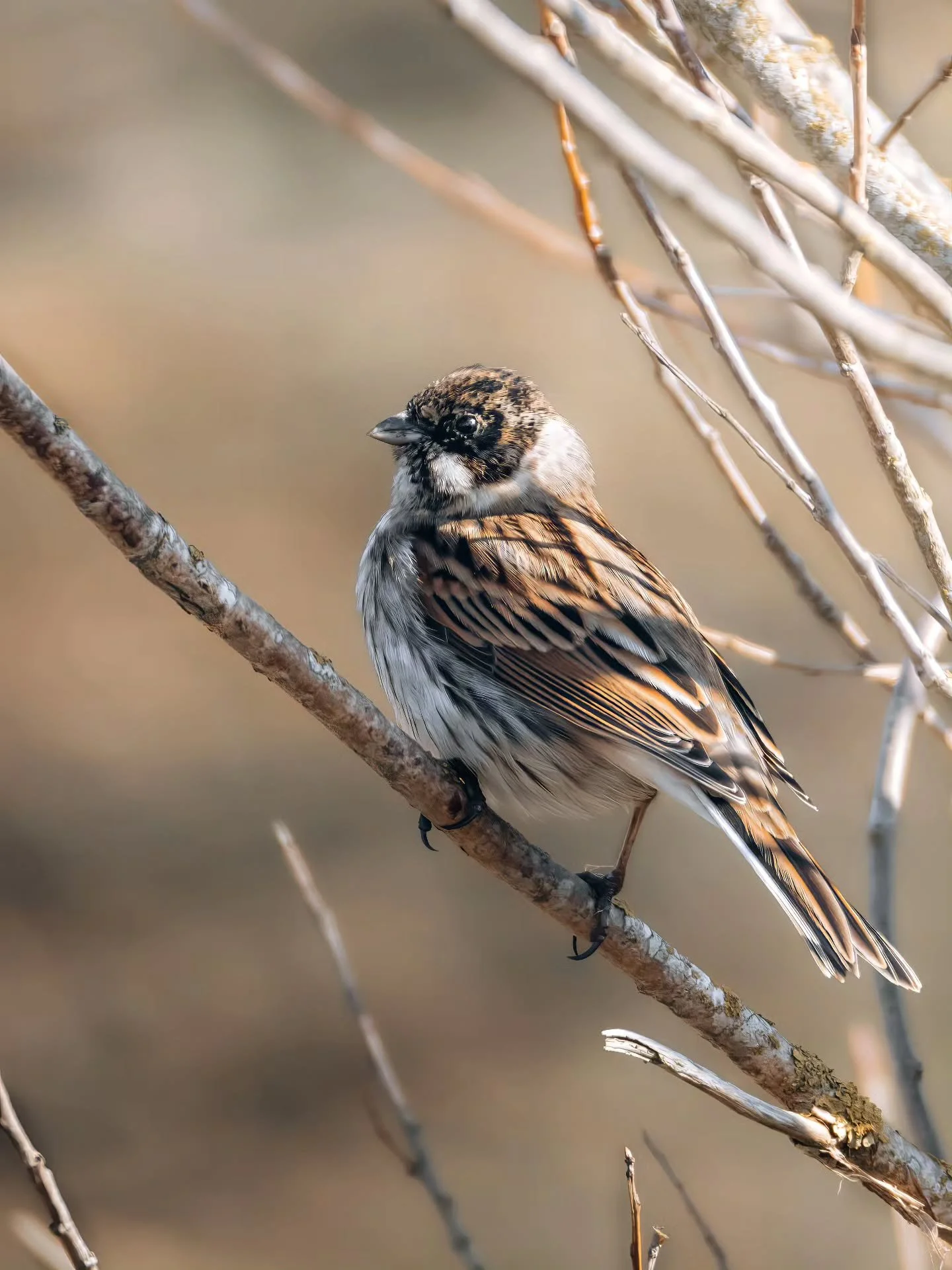 Niet eerder stilgestaan bij de rietgors, toch maar eens vaker w&eacute;l doen ✨️
&bull; 
&bull; 
&bull; 
&bull; 
#zoomnl #wildlifephotography #photography #bbcwildlifepotd #natgeo #wildlife #ignature  #bokeh #canon #kameraexpress #bbcearth #planetear